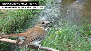 Download lagu Suara Terapi Burung SRDC Murai Batu KACER Tledekan DECU Jongkangan OPIOR Sikatan Yang MACET BUNYI mp3
