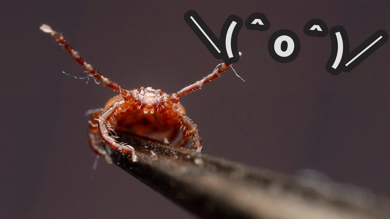 マダニが家に遊びに来ました