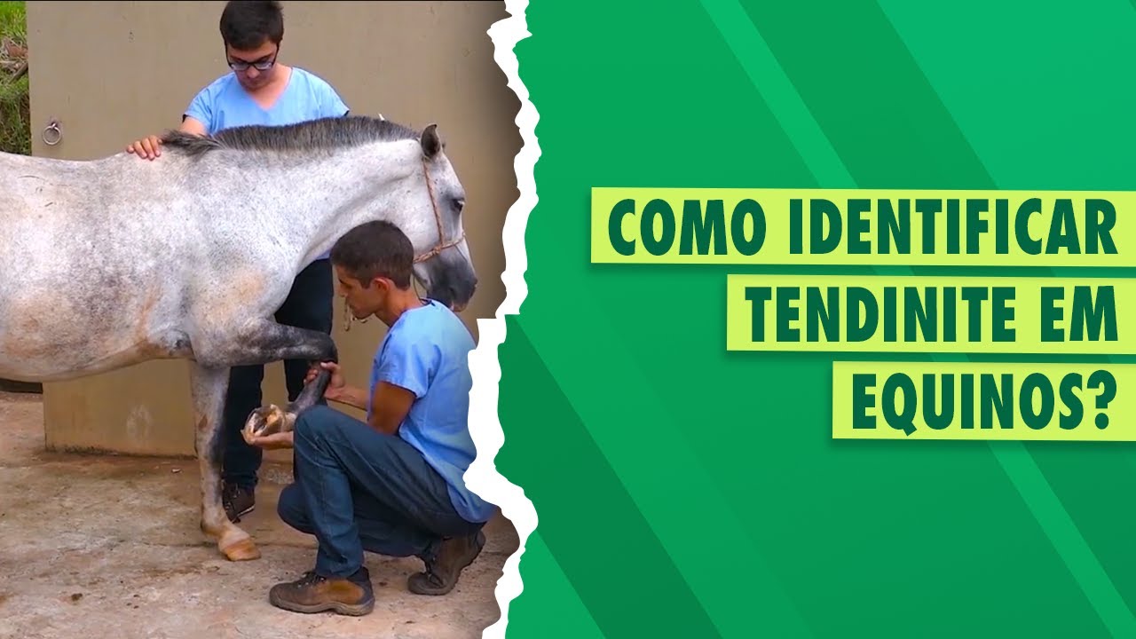 Exame físico para identificação de tendinite em equinos