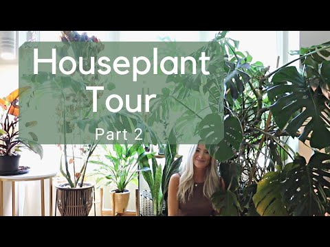Plant Tour (200+ PLANTS) Part 2!! Office Space + Greenhouse Cabinet