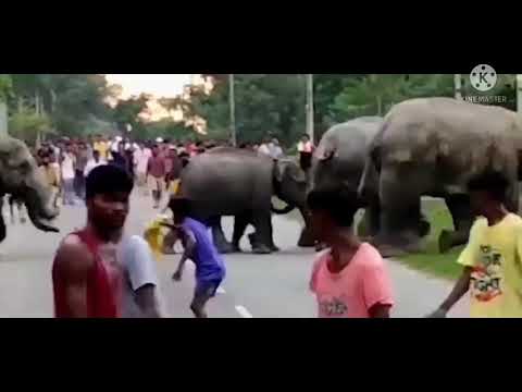 Assam/ elephant /हाथी ने युवक को पैरों तले कुचल दिया/videos viral