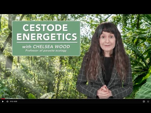Cestode energetics
