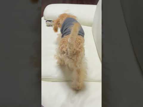 経営学科 トイプードル on ソファ #dog #toypoodle #puppy #トイプードル
