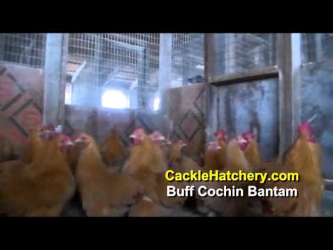 , title : 'Buff Cochin Bantam Chicken Breed (Breeder Flock)'