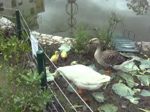 FONO E OS PATINHOS DA UFSC!