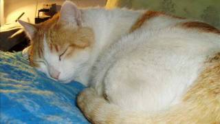 GATOS MIGUEL ARCANJO & JUCA RAPHAEL.wmv