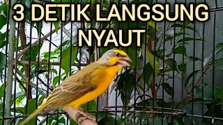 Download lagu Suara PANCINGAN Burung MOZAMBIK AGAR LANGSUNG GACOR mp3 Download lagu Suara PANCINGAN Burung MOZAMBIK AGAR LANGSUNG GACOR mp3