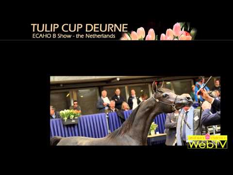 Promo TULIP Cup Deurne