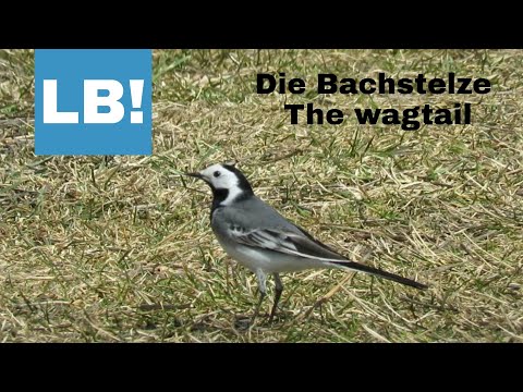 Die Bachstelze The wagtail