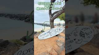緑のモンクシール #hawaii #hilton #絶滅危惧種 #ハワイアンモンクシール @Machami