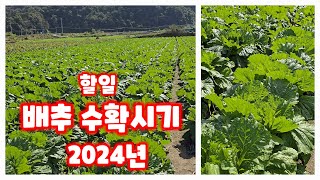 배추 정식 40일 파종 66일 수확시기 & 해야할일 (배추재배방법)