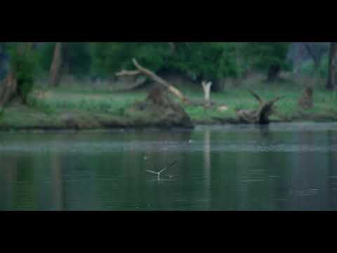 5K African Wildlife Video   Mana Pools National Park   2017 by Robert Hofmeyr 2K