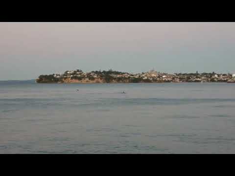 12/8/2022 Orcas at Kohimarama beach! 1/2