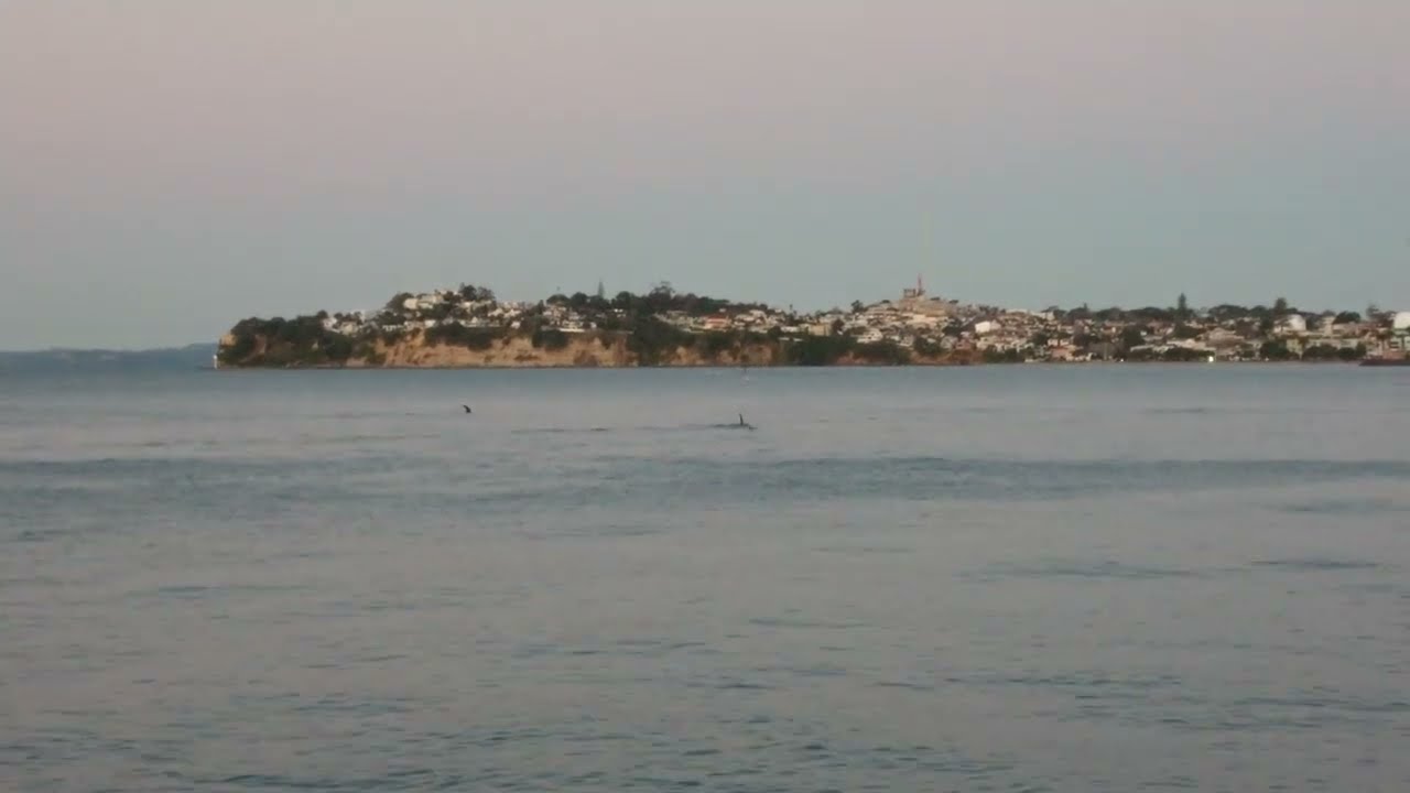 12/8/2022 Orcas at Kohimarama beach! 1/2
