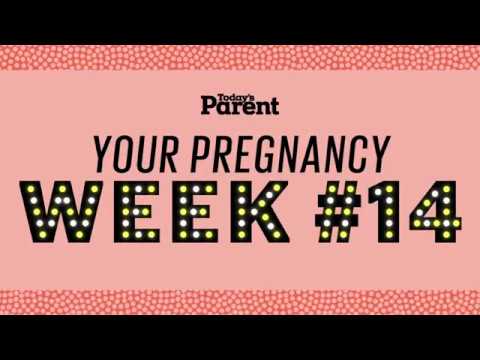 Your pregnancy: 14 weeks