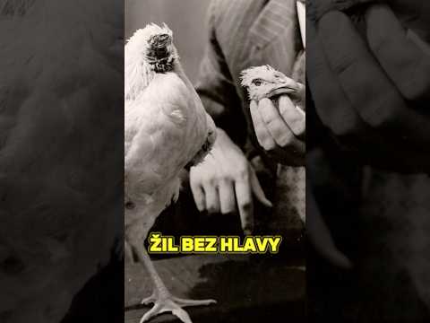 Kohout Žil Bez Hlavy 18 Měsíců