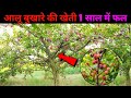 plums farming, आलूबुखारे की खेती कैसे करें, aalu bukhare ki kheti kaise ka