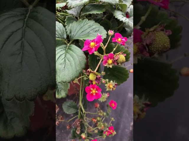 Стандарт поставки видео №1 Земляника F1 Тоскана 