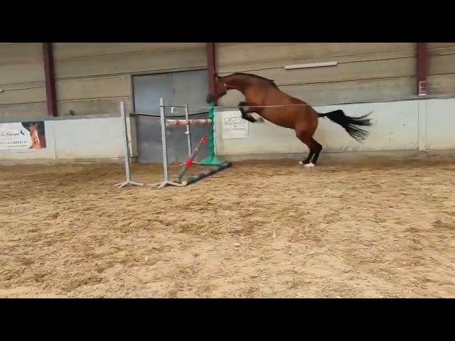Opaline, très gentille jument de 5 ans