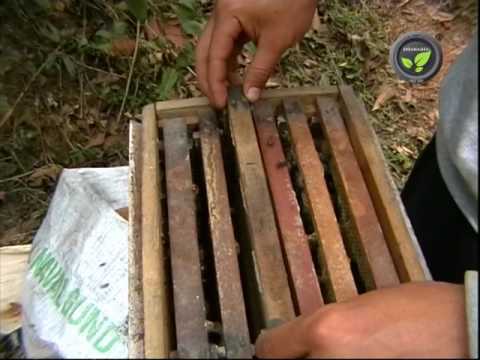 Production, extraction, processing and packing of honey