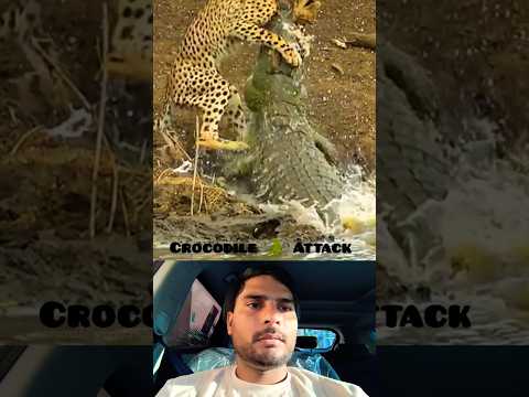 #surah Kauthar + Voice Egzonibrahimi #quran #surahkausar #wildlife #zoo #animals #shorts