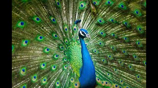 Peacock for Peace || Music to  Relax ||  Meditation || Sound to relieve your stress