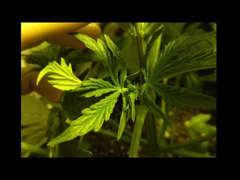 Key-B - Hustlah (Bonus Track)