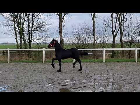 Stal Okkema's Sipke - Mathys x Wylster - Stallion - 2021