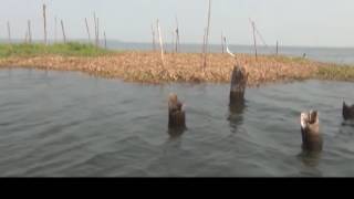 Atree’s fish sanctuaries expedite fish conservation