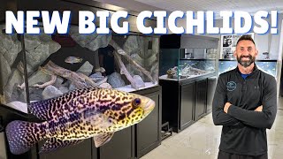 I Finally Got a Jaguar Cichlid for My Biggest Tank!