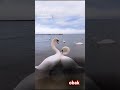 Dv Viralvideo New Contentcreator Love Foryou