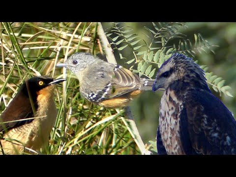 AVES de Jaaukanigás, SANTA FE * Por los caminos de la FORESTAL  I BIRDS of Jaaukanigás, SANTA FE