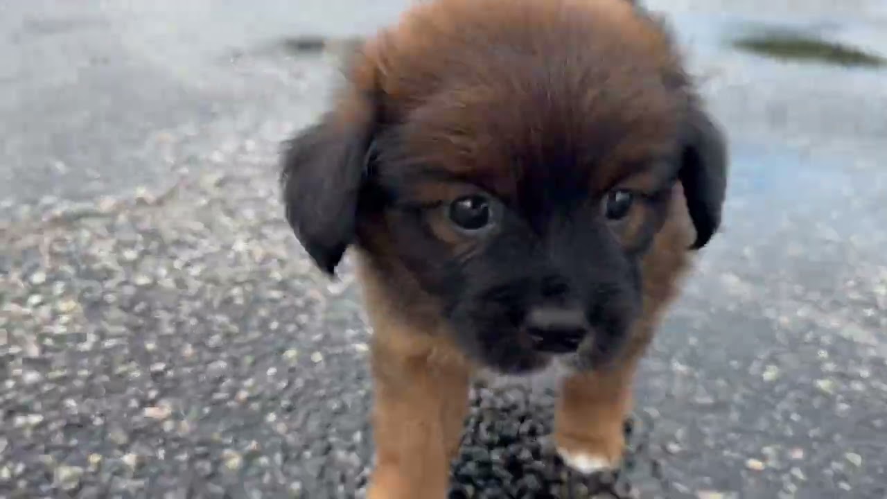Enlarge Nifty, an adopted mixed breed in Aurora, IL video 5/5