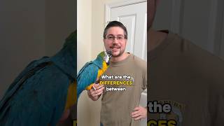 What Are the Biggest Differences Between Macaws and Other Parrots?