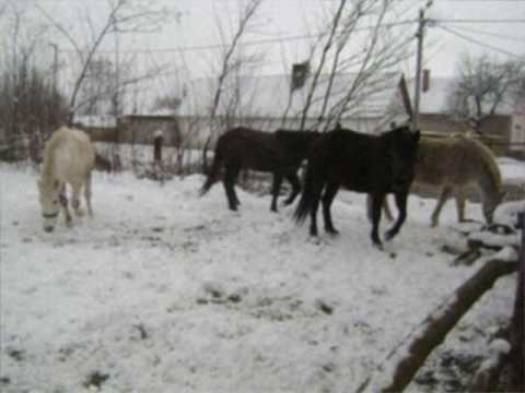 Zlatni Dukati - Prijatelju moj