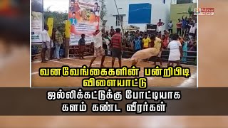 பன்றிபிடி விளையாட்டு- ஜல்லிக்கட்டுக்கு போட்டியாக களம் கண்ட வீரர்கள் video