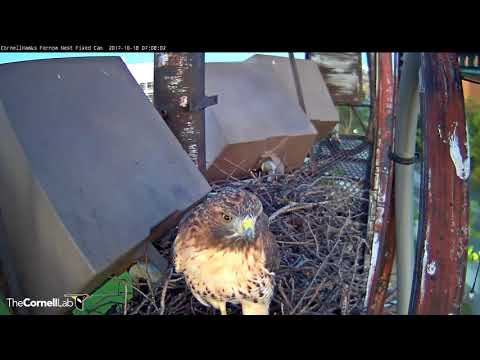 Big Red's Bright-eyed Companion Brings Stick To Fernow Nest Area – Oct. 178, 2017