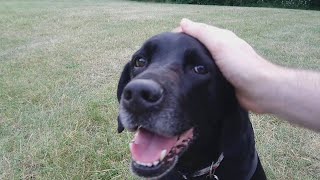 Snoopy (10), Week 3 - Post TPLO Surgery.