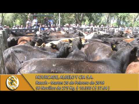 20-02-18 Venta de Novillos y Novillitos - Hourcade, Albelo y Cia S.A. - Rauch.