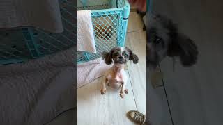 Video preview image #1 Lhasa Apso Puppy For Sale in Benton, LA, USA