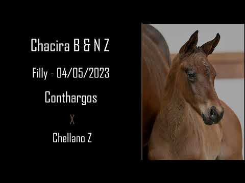 Chacira B & N Z