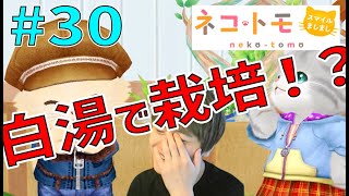ねことも ～白湯で植物育てるってどうなのよ。～【ネコトモ スマイルましまし 実況 #30】
