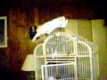 Good Ones Angel Barking 007