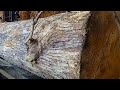 Sawing Luxury Wood The Most Sought After Wood In The World Wood Cutting Machine