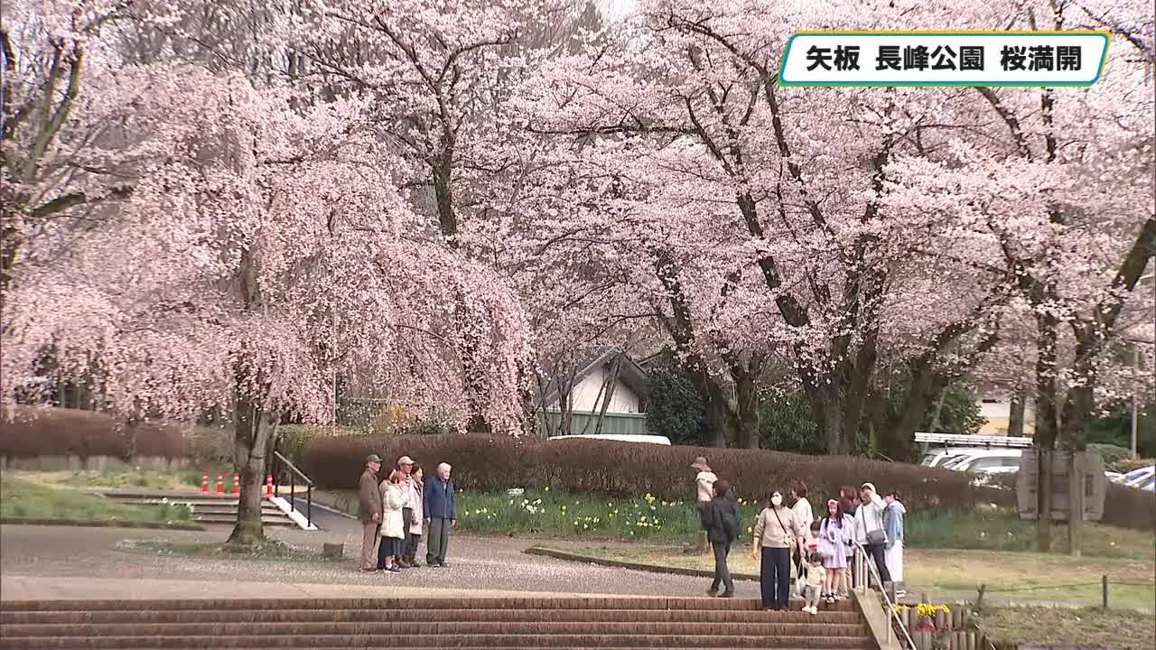 矢板市の長峰公園囲う１５０本のソメイヨシノ　散策を楽しむ