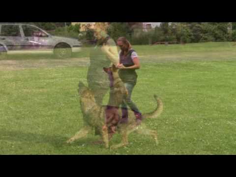 Jasper z Atarova sadu - obedience training - 6/2017