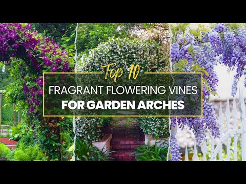 10 Fragrant Flowering Vines for Garden Arches