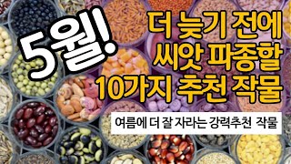 더 늦기 전 5월에 씨앗 파종할 작물 10가지 추천! 여름에 더 잘 자라서 강력 추천!