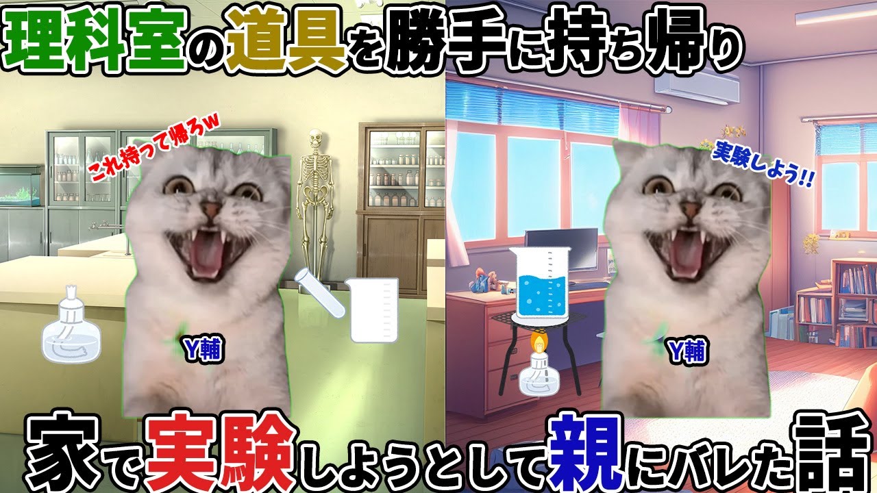 【ほぼ実話】理科室の道具を勝手に持ち帰り、家で実験しようとして親にバレた話【猫ミーム】【猫マニ】