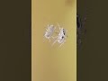 New Wolf Spider Glass Mirror Wildlife Animals Viral Shorts Video Like Subscribe